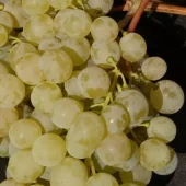 Vitis 'Sukribe' C2 (H)
