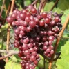 Vitis 'Spulga' C2 (H)
