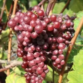 Vitis 'Spulga' C2 (H)