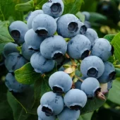 Vaccinium cor. 'Duke' C3,5