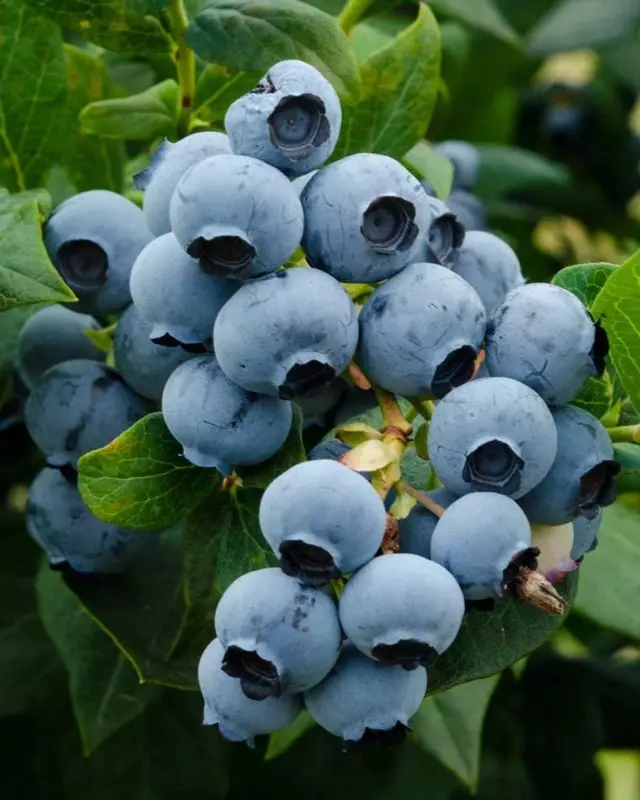 Vaccinium cor. 'Duke' C3,5