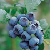 Vaccinium cor. 'Bluecrop' C7,5
