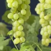 Vitis 'Himrod' C2