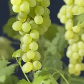 Vitis 'Himrod' C2
