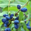 Lonicera caer. 'Blue Pacific' C3