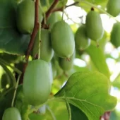 Actinidia arguta 'Issai' C2