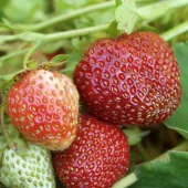 Jordbær Bounty 6-pk