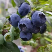 Vaccinium cory. 'Reka'® 22