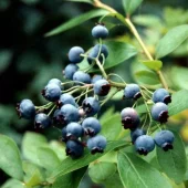 Vaccinium Anq. Oskar'' 22