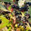 Vaccinium hirsutum 17