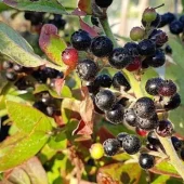 Vaccinium hirsutum 17