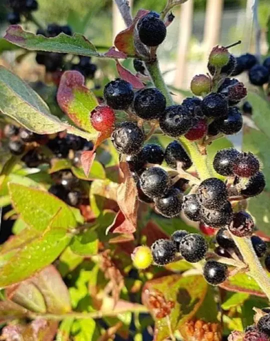 Vaccinium hirsutum 17