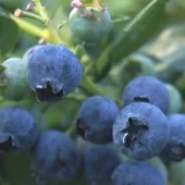 Vaccinium Anq. Olle'' 22