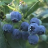 Vaccinium Anq. Pelle'' 22