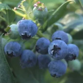 Vaccinium Anq. Pelle'' 22