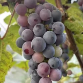Vitis Anq. Blå Pärldruva'' 22