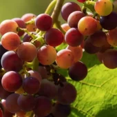Vitis Anq. Einset'' 22