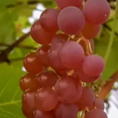 Vitis Anq. Suffolk Red'' 22