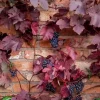 Vitis vin. 'Purpurea' C2