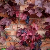 Vitis vin. 'Purpurea' C2