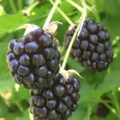 Rubus Anq. Tornløs Boysenberry'' 22