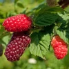 Rubus Anq. Buckingham Tayberry'' 22