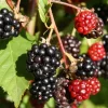 Rubus Anq. Triple Crown'' 22