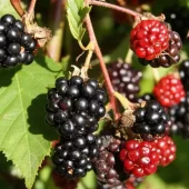 Rubus Anq. Triple Crown'' 22