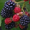 Rubus Anq. Black Satin'' 22