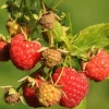 Rubus Anq. Mormors Hallon'' 13