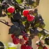 Rubus idae. 'Maria' C5