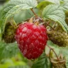 Rubus Anq. Glen Ample' 13