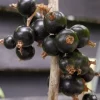 Ribes Anq. Øjebyn'' 22