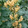 Ribes Anq. Hvid Hollandsk' C' 22