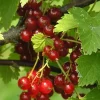 Ribes Anq. Rød Hollandsk'' 22