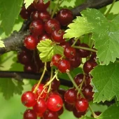 Ribes Anq. Rød Hollandsk'' 22