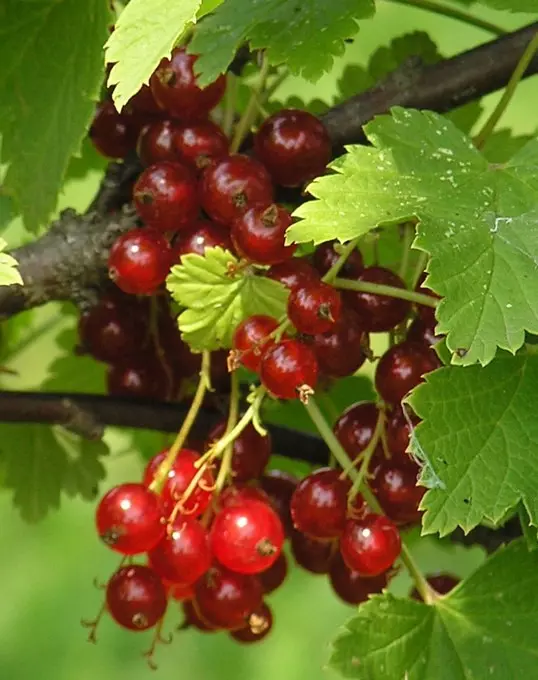 Ribes Anq. Rød Hollandsk'' 22