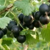 Ribes Anq. Jodeli'' 22