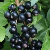 Ribes Anq. Little Black Sugar' 22