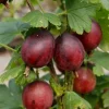Ribes uva. 'Captivator' 40-50 cm C3