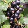 Ribes Anq. Ben Alder'' 22