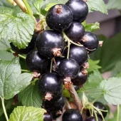 Ribes Anq. Ben Alder'' 22