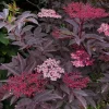 Sambucus nigra 'Black Beauty' C5