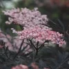 Sambucus nigra 'Black Lace' 40-50 C5