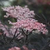 Sambucus nigra 'Black Lace' 40-50 C5