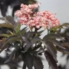Sambucus nigra 'Black Tower' C5