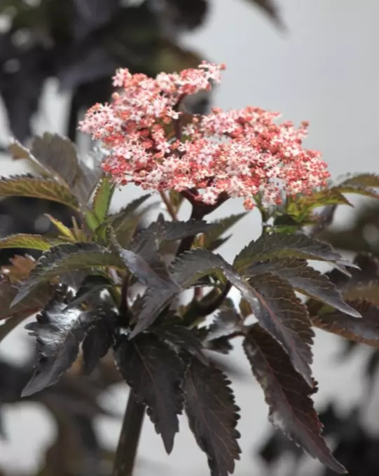 Sambucus nigra 'Black Tower' C5
