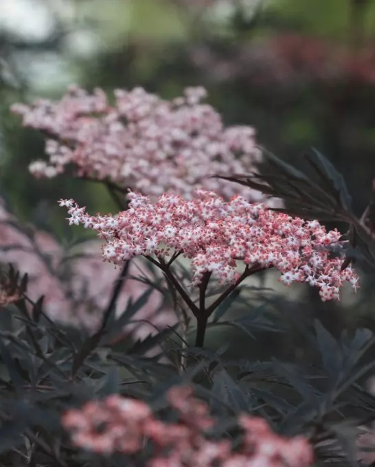Sambucus nigra 'Black Lace' 80-100 cm C12
