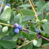 Lonicera caer. 'Duet' C3