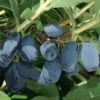 Lonicera Anq. Kamtschatica'' 22